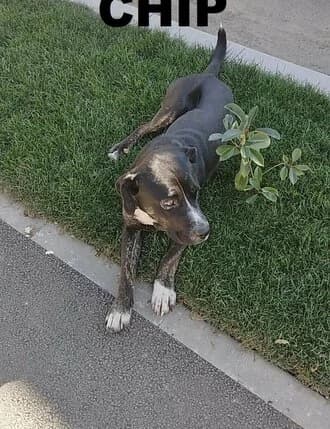 CHIP, Mixed Breed for adoption at Amicii Dog Rescue