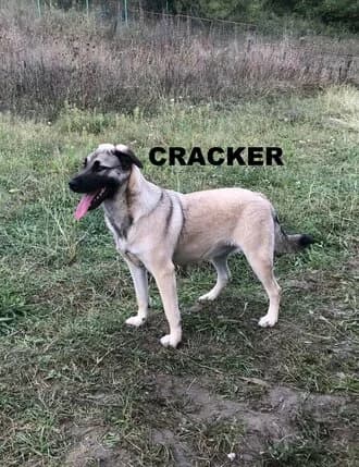 CRACKER, Mixed Breed for adoption at Amicii Dog Rescue