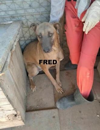 FRED, Mixed Breed for adoption at Amicii Dog Rescue