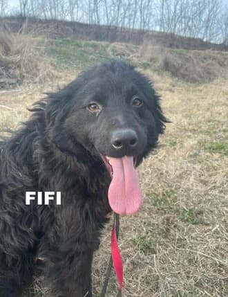 FIFI, Mixed Breed for adoption at Amicii Dog Rescue