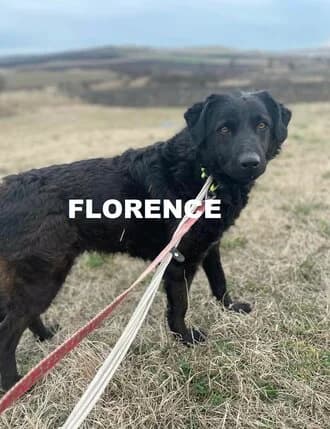 FLORENCE, Mixed Breed for adoption at Amicii Dog Rescue