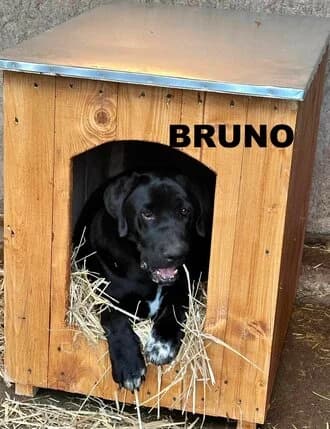 BRUNO, Mixed Breed for adoption at Amicii Dog Rescue