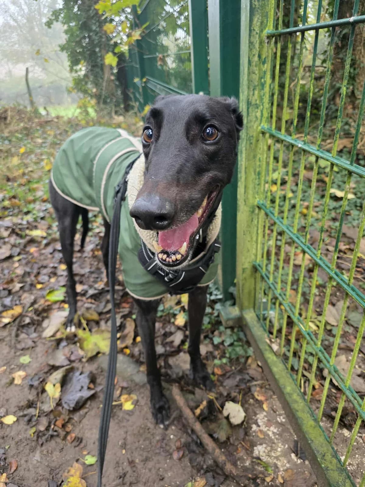 Archie, male Greyhound for adoption at Angels 4 Dogs Rescue