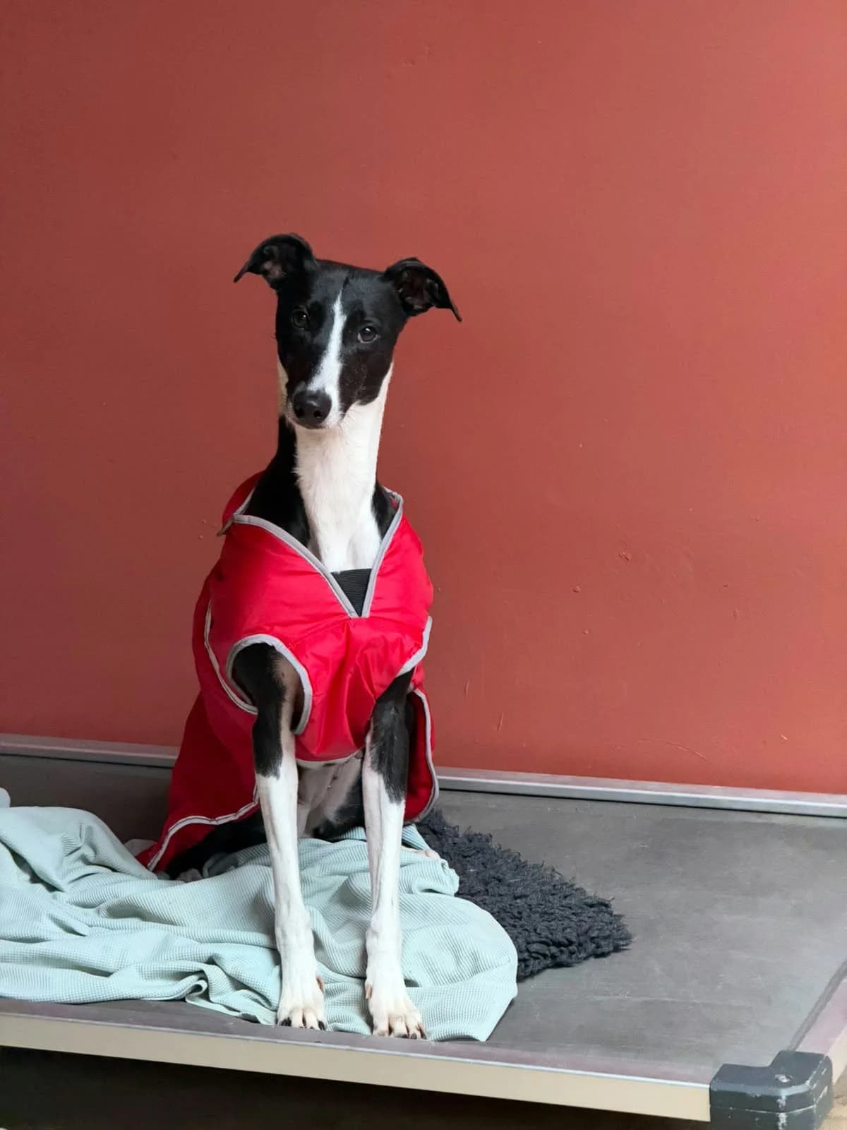 Bon Bon, female 3yo Lurcher for adoption at Angels 4 Dogs Rescue