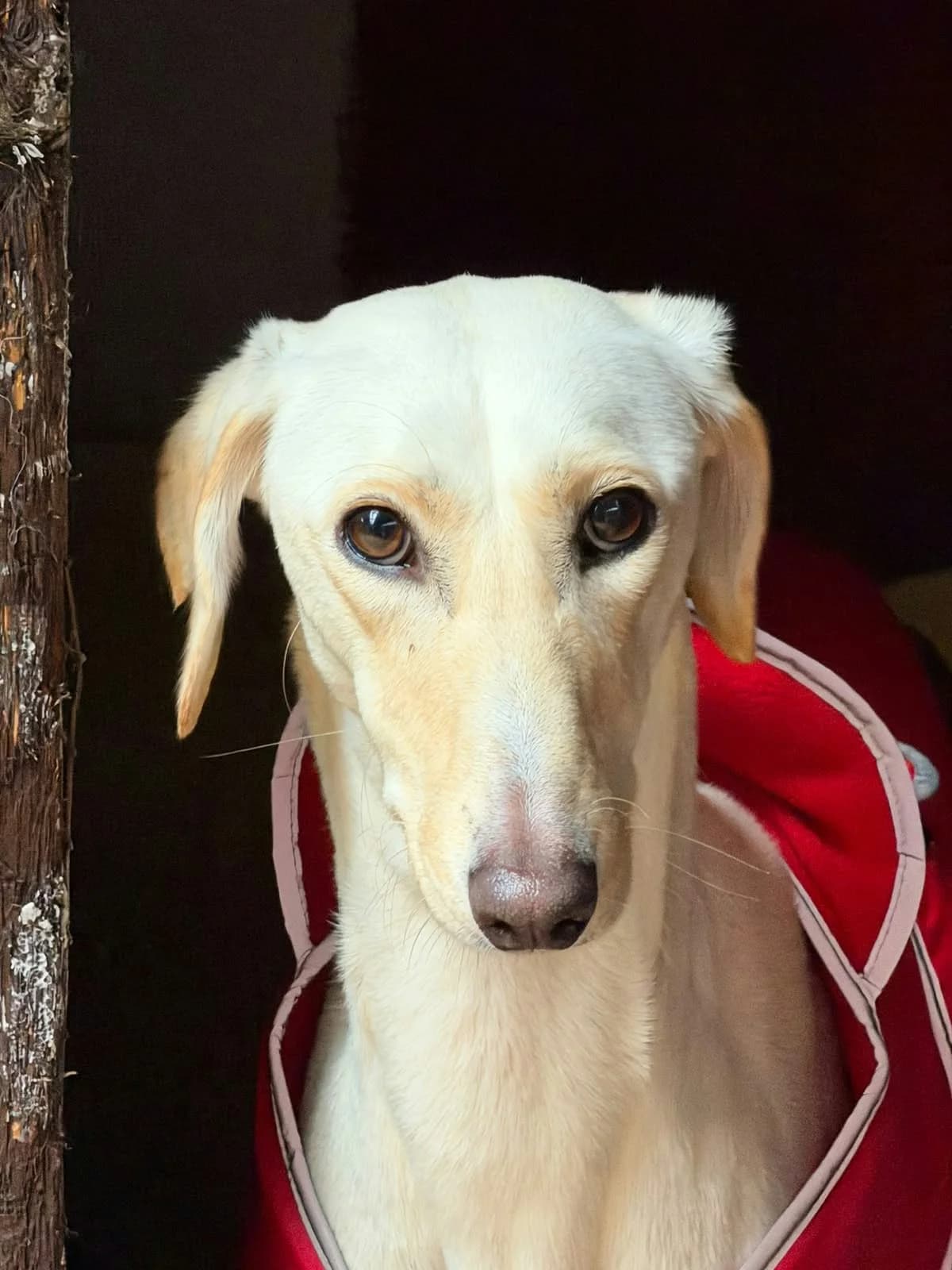 Florence, female 3yo Lurcher for adoption at Angels 4 Dogs Rescue