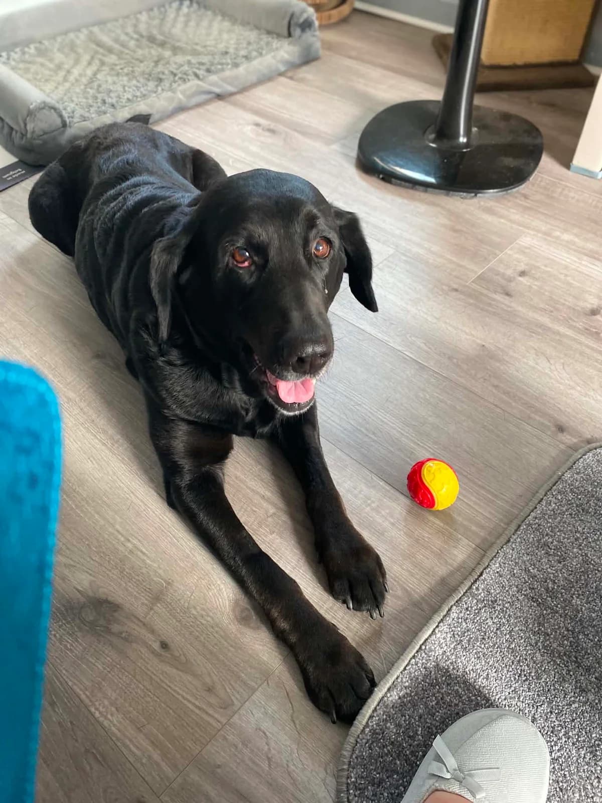 Flossie, female senior Labrador Retriever for adoption at Angels 4 Dogs Rescue