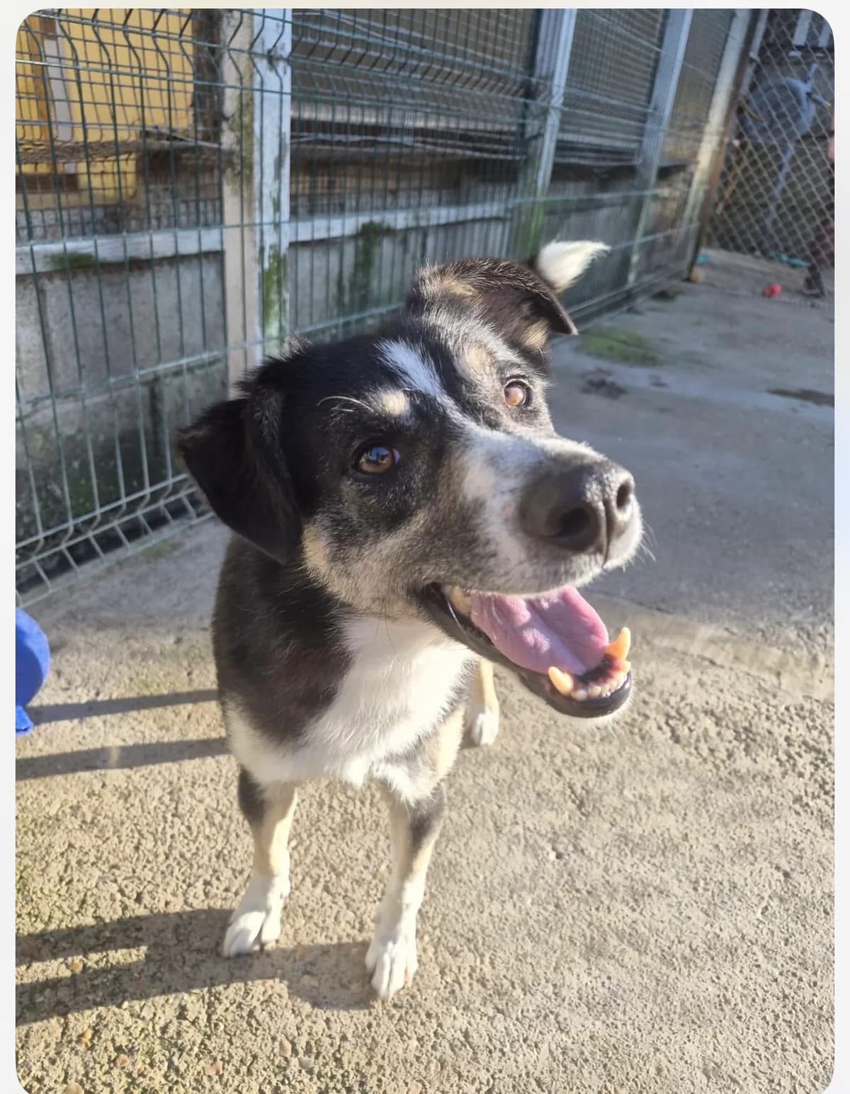 Noah, male 4yo mixed breed for adoption at Angels 4 Dogs Rescue