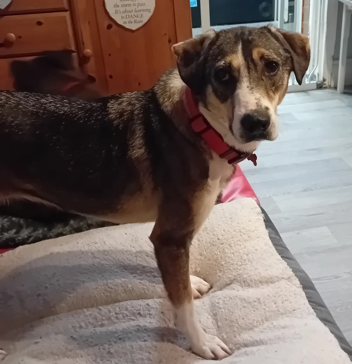 Nya, female 5yo mixed breed for adoption at Angels 4 Dogs Rescue