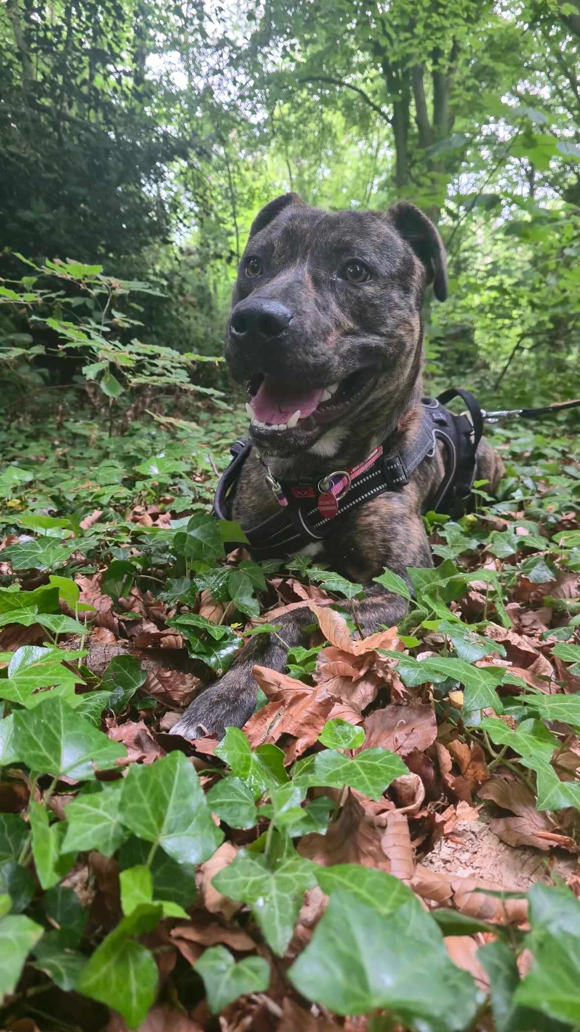 Percy, male young Staffordshire Bull Terrier for adoption at Angels 4 Dogs Rescue