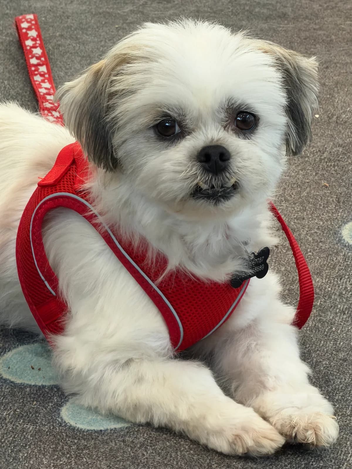 Primrose, female young Shih Tzu for adoption at Angels 4 Dogs Rescue