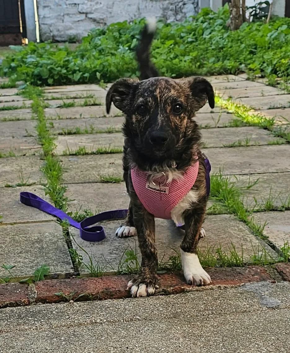 Sonia, female puppy mixed breed for adoption at Angels 4 Dogs Rescue