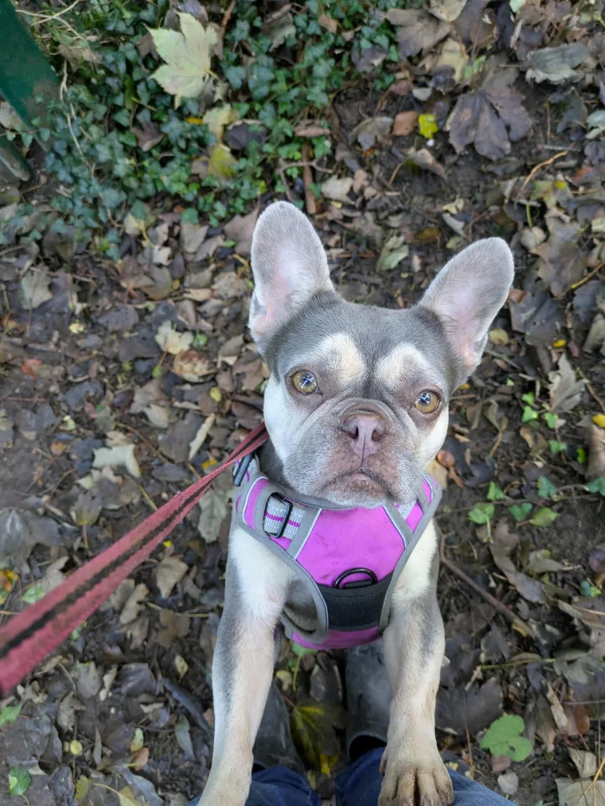 Tulip, female 5yo English Bulldog for adoption at Angels 4 Dogs Rescue
