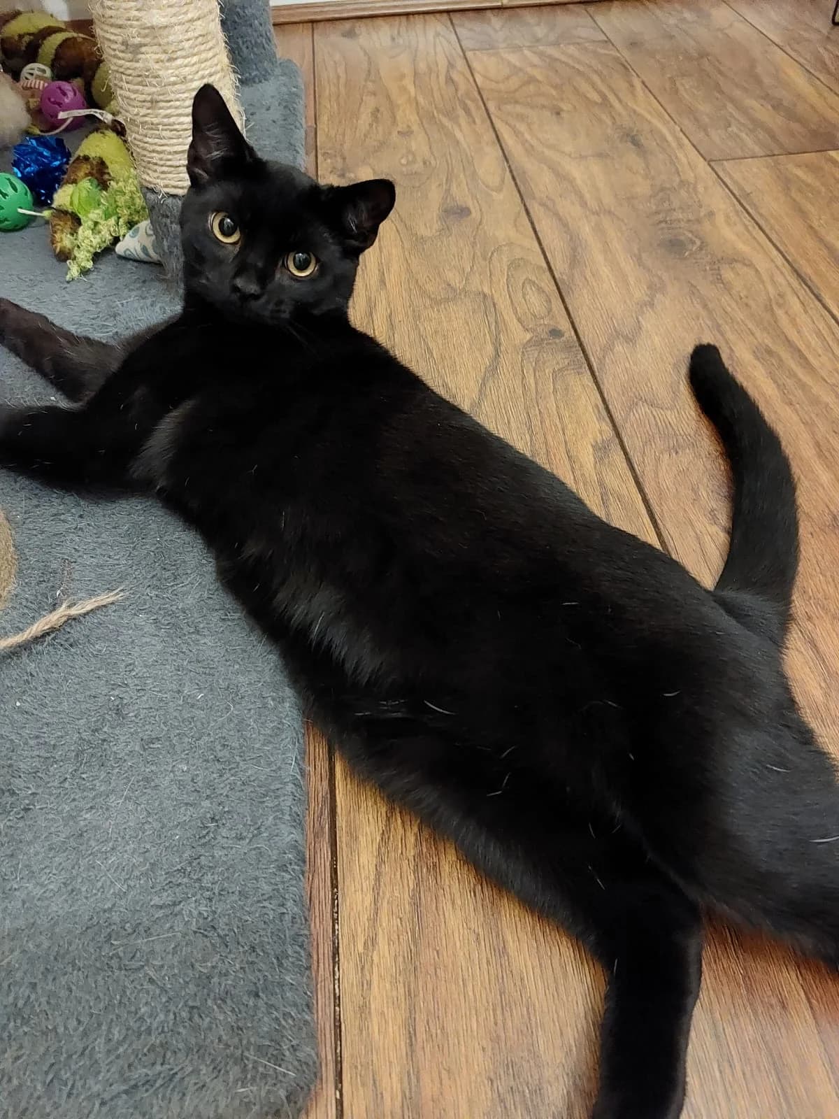 Albie, male Mixed Breed for adoption at Animal Aid and Advice