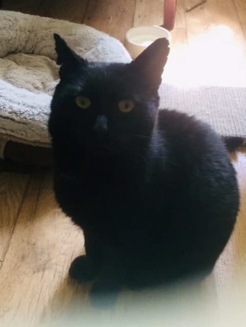 Ryany, male 5yo Mixed Breed for adoption at Animal Aid and Advice