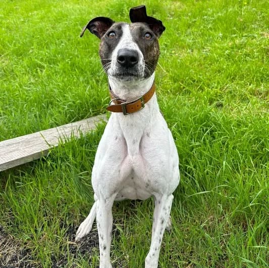 Jovie, female 4yo Lurcher for adoption at Animal Care Lancaster Morecambe