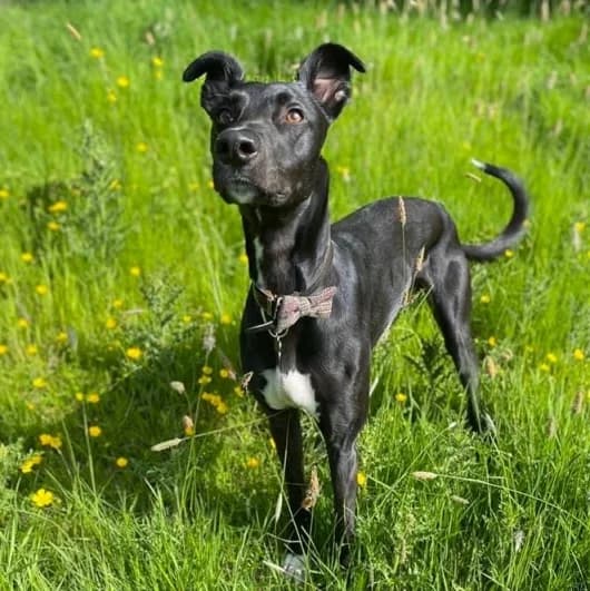 Neville, male 4yo Lurcher for adoption at Animal Care Lancaster Morecambe