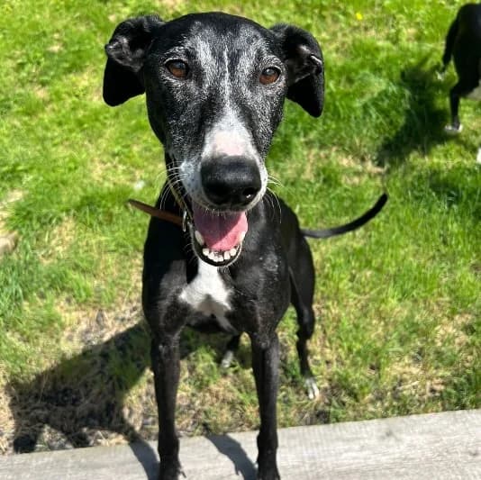 Babs, female senior Lurcher for adoption at Animal Care Lancaster Morecambe