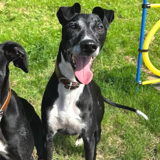 Diesel, male senior Lurcher for adoption at Animal Care Lancaster Morecambe