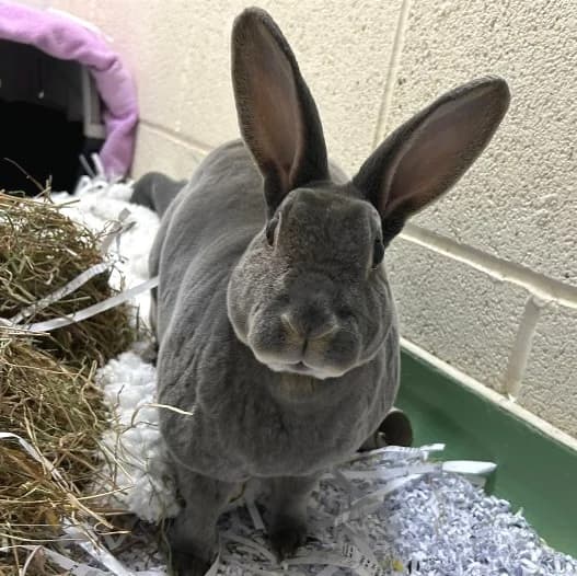 Valerie, female senior mixed breed for adoption at Animal Care Lancaster Morecambe