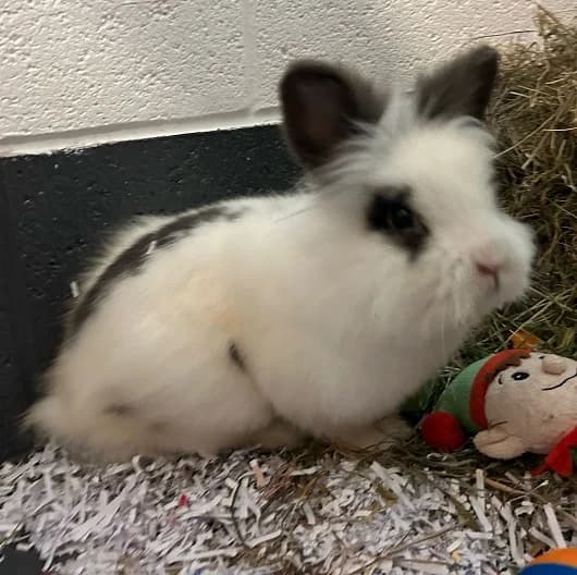 Tyson, male young mixed breed for adoption at Animal Care Lancaster Morecambe