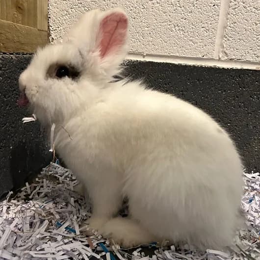 Snowball, male mixed breed for adoption at Animal Care Lancaster Morecambe