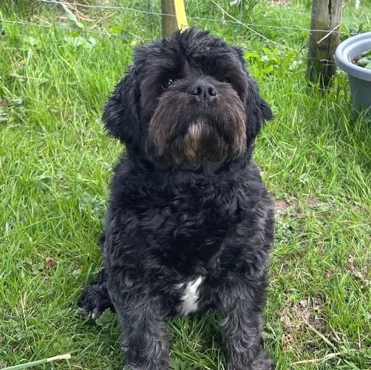 Archie, male young Poodle for adoption at Animal Care Lancaster Morecambe