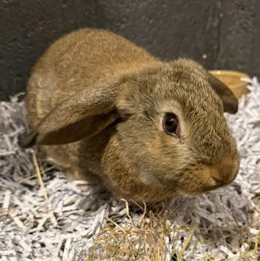 Twiggy, male puppy Domestic Rabbit for adoption at Animal Care Lancaster Morecambe