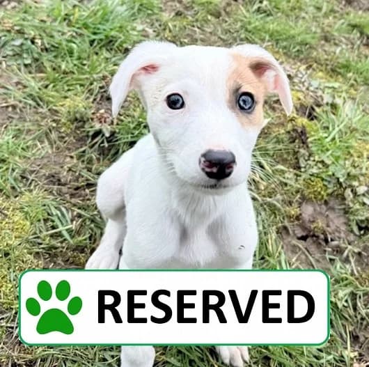 Nala, female puppy Lurcher for adoption at Animal Care Lancaster Morecambe