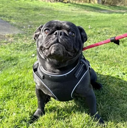 Bear, male 3yo Pug for adoption at Animal Care Lancaster Morecambe