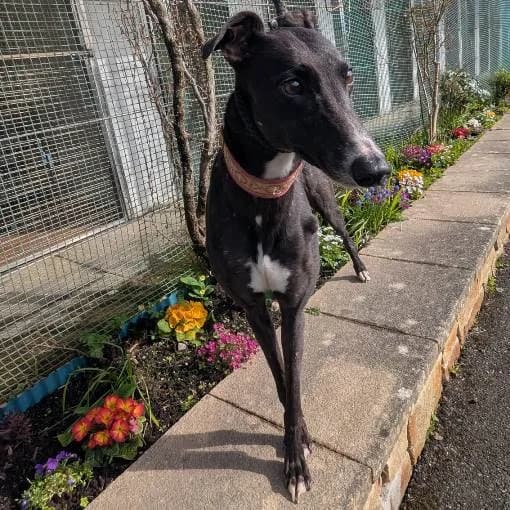 Ellie, female 4yo Greyhound for adoption at Animal Care Lancaster Morecambe