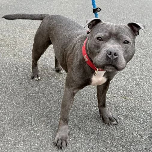 Archie, male 3yo Staffordshire Bull Terrier for adoption at Animal Care Lancaster Morecambe
