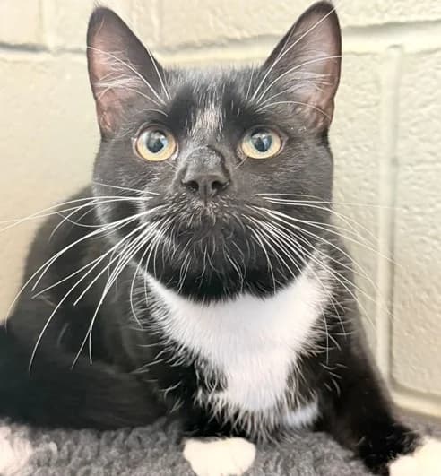 Binx, male puppy Mixed Breed Cat for adoption at Animal Care Lancaster Morecambe