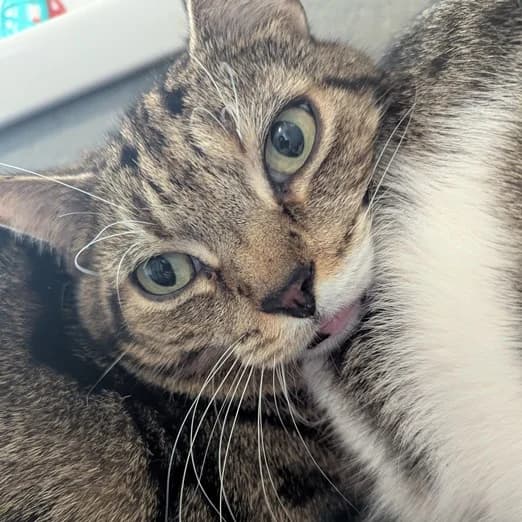 Tigger, male senior Mixed Breed Cat for adoption at Animal Care Lancaster Morecambe