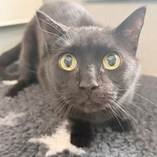 Ninja, male senior Mixed Breed Cat for adoption at Animal Care Lancaster Morecambe