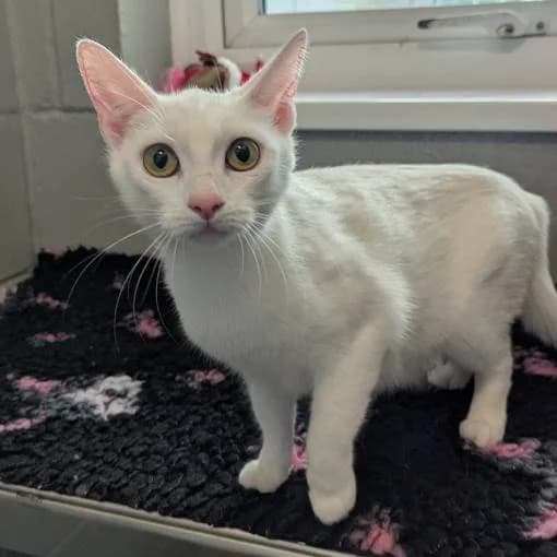 May, female young Mixed Breed Cat for adoption at Animal Care Lancaster Morecambe