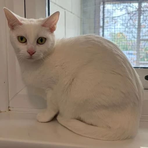 Princess, female young Mixed Breed Cat for adoption at Animal Care Lancaster Morecambe