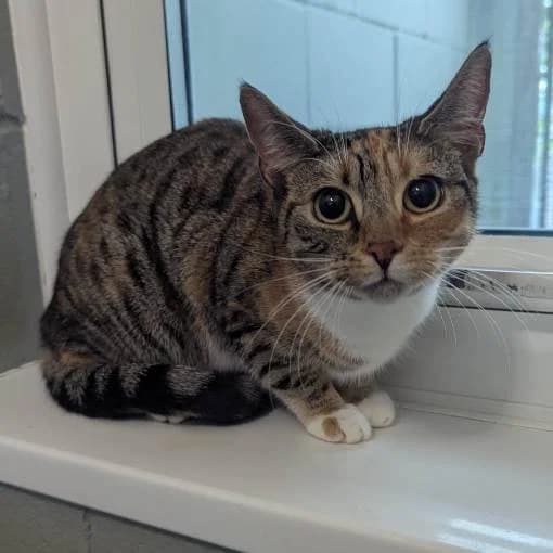 Spring, female young Mixed Breed Cat for adoption at Animal Care Lancaster Morecambe