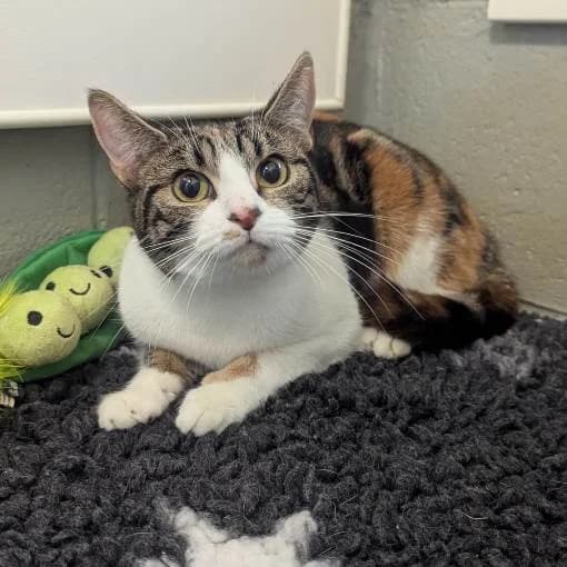 Summer, female young Mixed Breed Cat for adoption at Animal Care Lancaster Morecambe