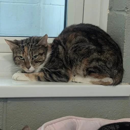 Autumn, female young Mixed Breed Cat for adoption at Animal Care Lancaster Morecambe