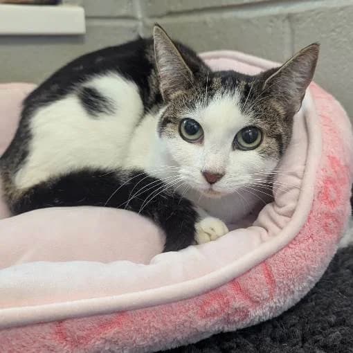 Winter, female young Mixed Breed Cat for adoption at Animal Care Lancaster Morecambe
