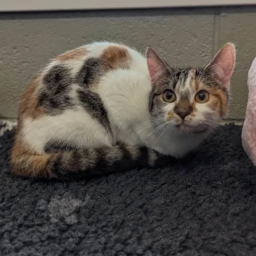 Hazel, female young Mixed Breed Cat for adoption at Animal Care Lancaster Morecambe