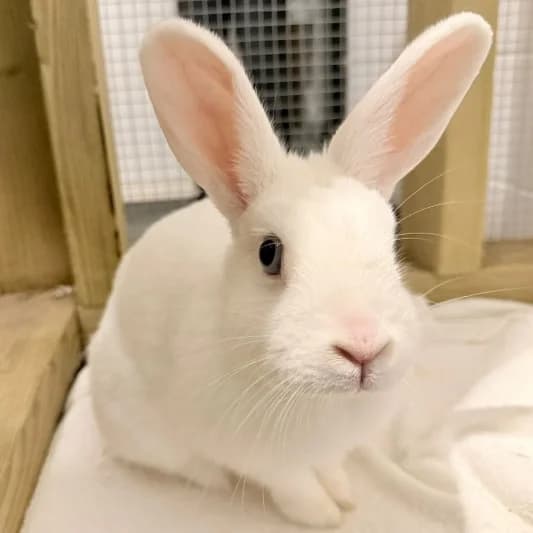 Oreo, female puppy Domestic Rabbit for adoption at Animal Care Lancaster Morecambe