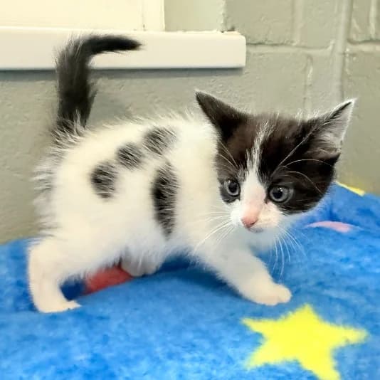 Jay kit 1, male puppy Mixed Breed Cat for adoption at Animal Care Lancaster Morecambe