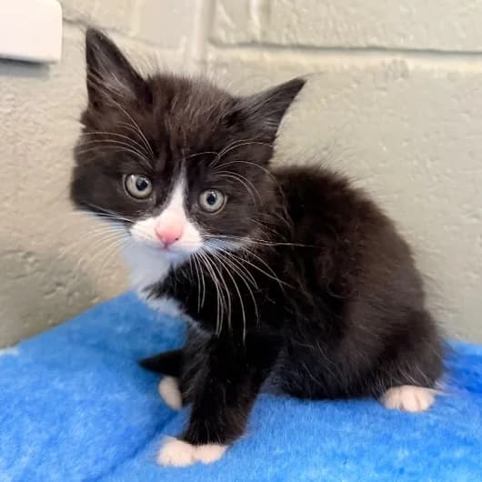 Jay kit 2, female puppy Mixed Breed Cat for adoption at Animal Care Lancaster Morecambe
