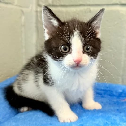 Jay kit 3, female puppy Mixed Breed Cat for adoption at Animal Care Lancaster Morecambe