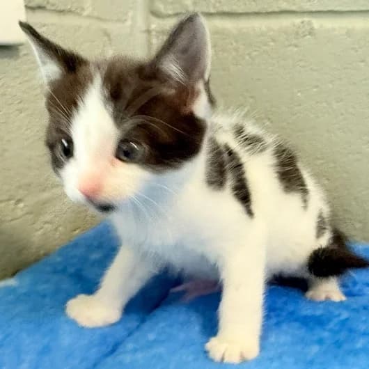 Jay kit 4, male puppy Mixed Breed Cat for adoption at Animal Care Lancaster Morecambe