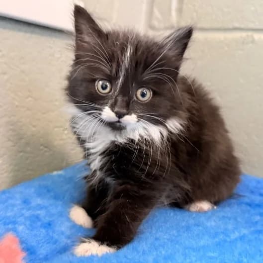 Jay kit 5, female puppy Mixed Breed Cat for adoption at Animal Care Lancaster Morecambe