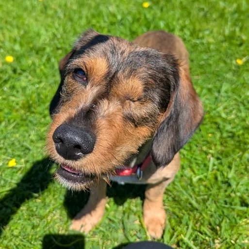 Buddy, male young Dachshund for adoption at Animal Care Lancaster Morecambe