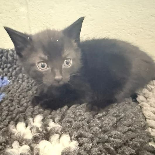 June Kit 3, male puppy Mixed Breed Cat for adoption at Animal Care Lancaster Morecambe