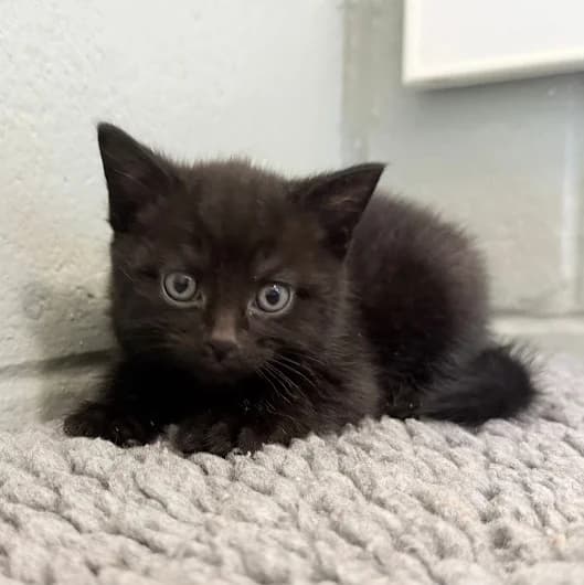 June Kit 4, male puppy Mixed Breed Cat for adoption at Animal Care Lancaster Morecambe